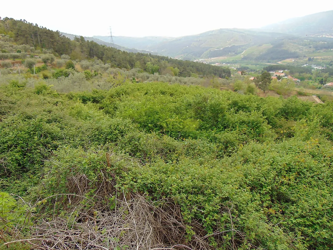 Moradia T0 à venda em Granja Nova e Vila Chã da Beira, Tarouca — foto 10