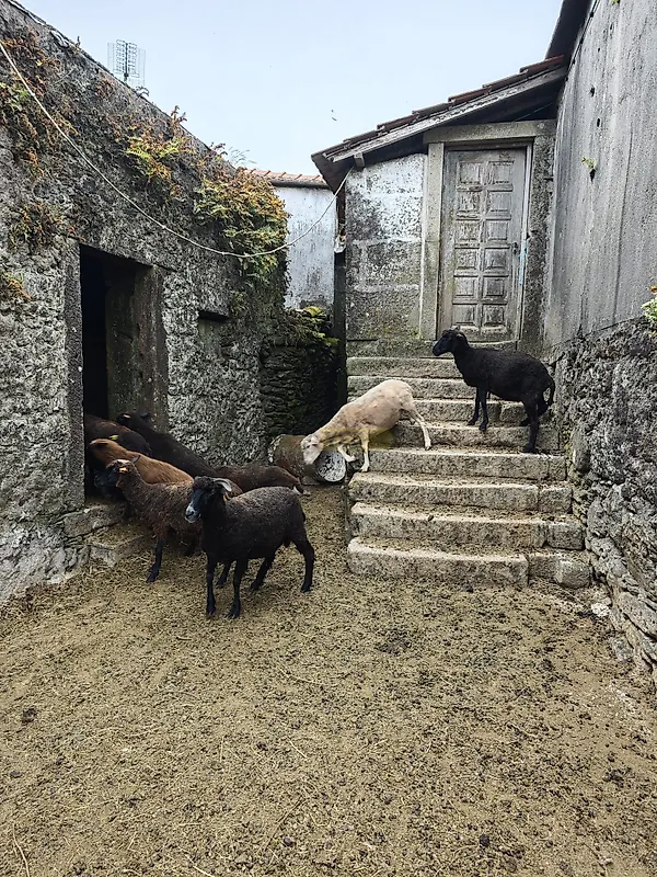 Moradia T0 à venda em Arga (Baixo, Cima e São João), Caminha — foto 8