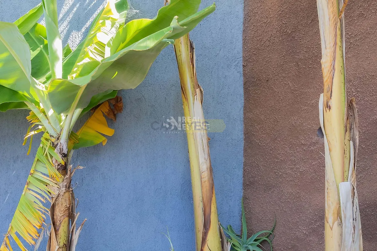 Moradia T4 à venda em Arco da Calheta, Calheta — foto 26