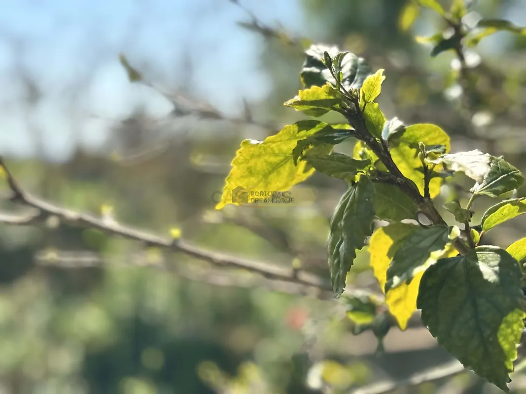 Moradia T1 à venda em São Clemente, Loulé — foto 31