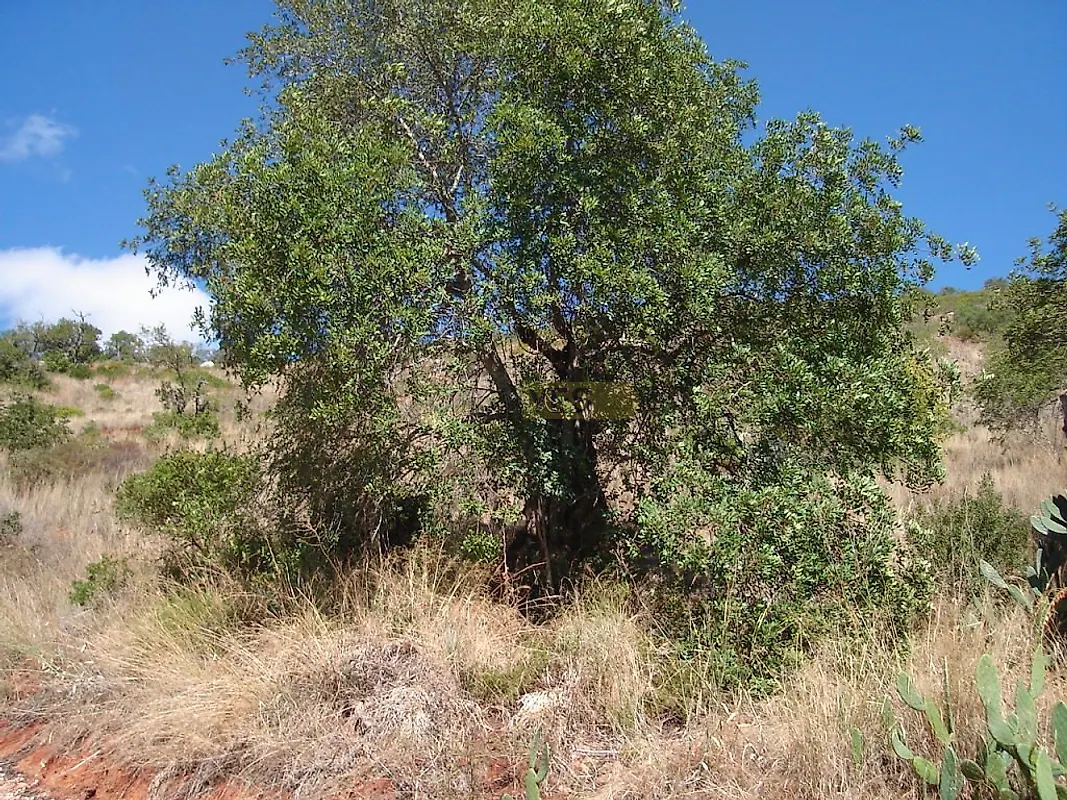 Moradia T0 à venda em Alte, Loulé — foto 13