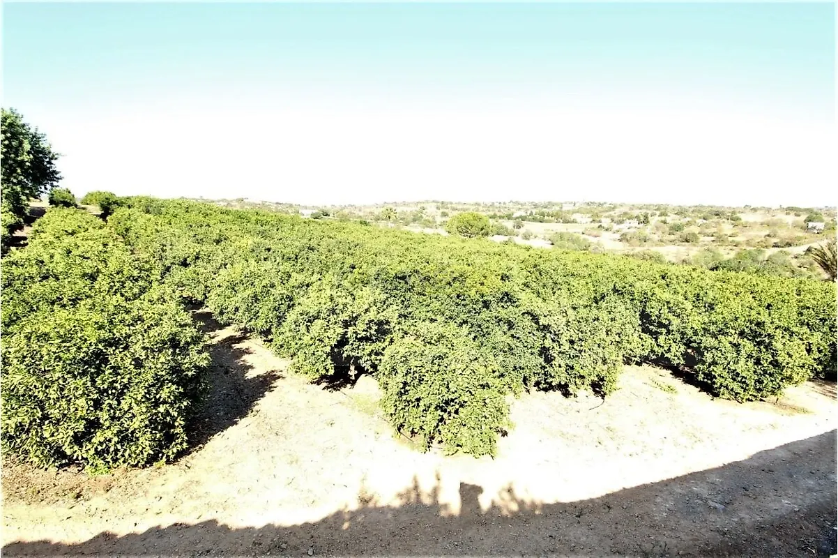 Moradia T0 à venda em Alcantarilha e Pêra, Silves — foto 14