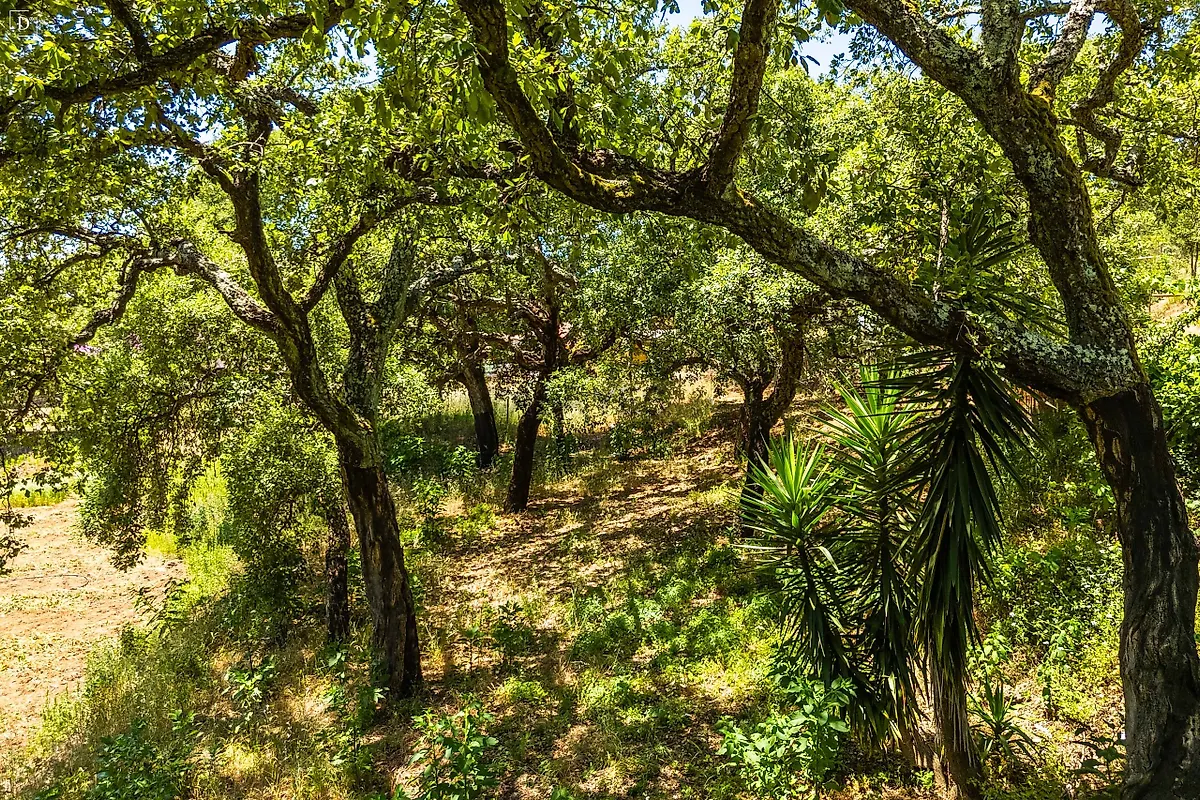 Moradia T3 à venda em Marmelete, Monchique — foto 37