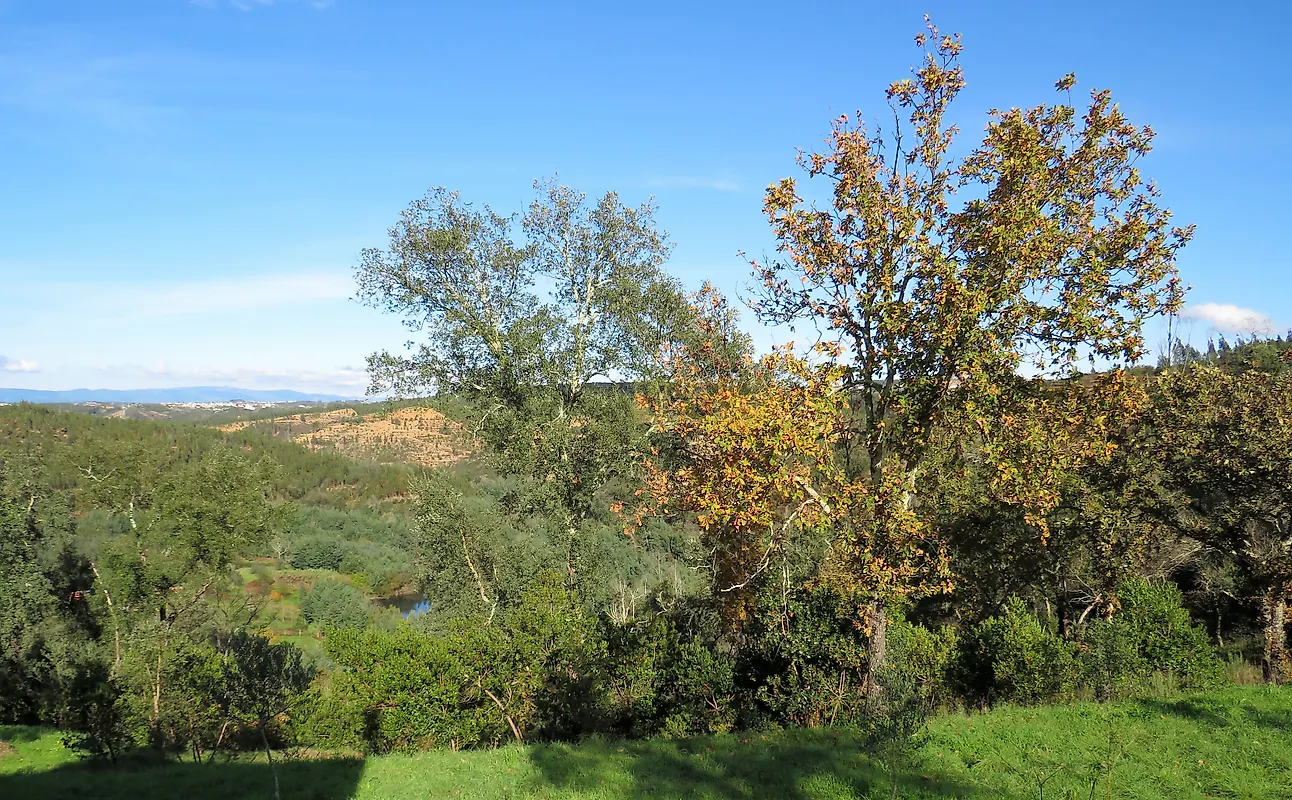 Moradia T3 à venda em São Martinho da Cortiça, Arganil — foto 11