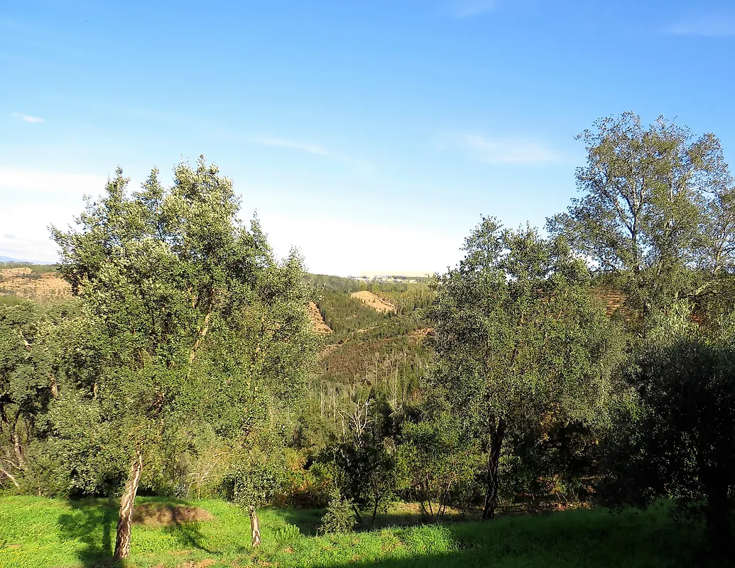Moradia T3 à venda em São Martinho da Cortiça, Arganil — foto 13