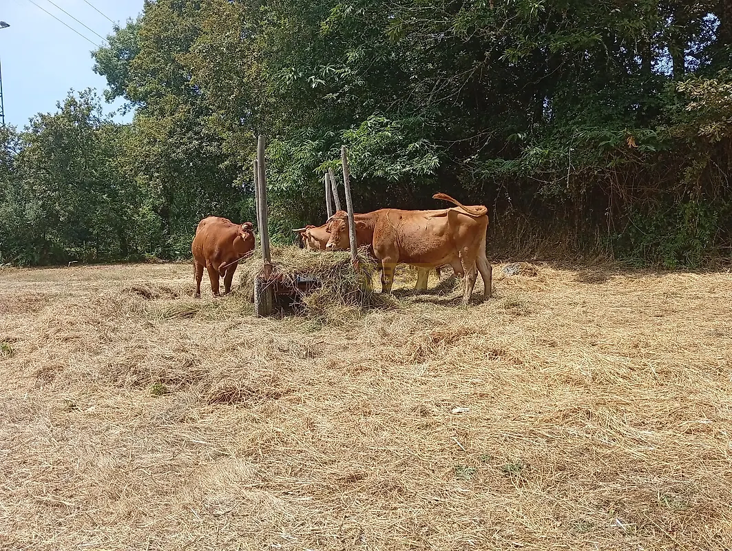 Moradia T4 à venda em Guilhadeses e Santar, Arcos de Valdevez — foto 10