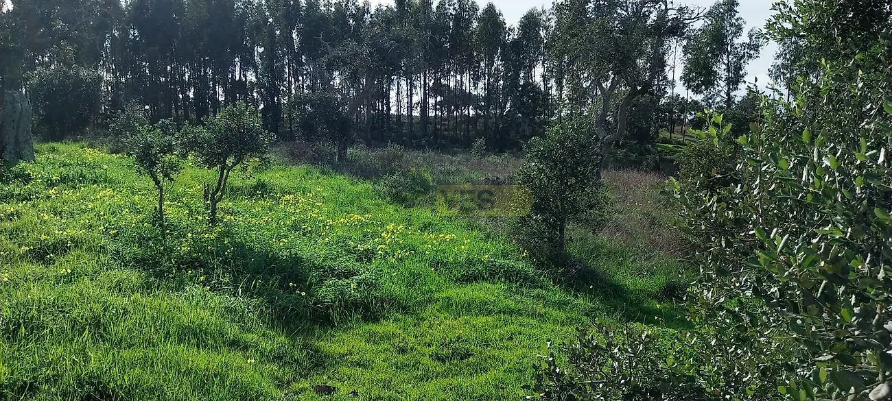 Apartamento T0 à venda em Grândola e Santa Margarida da Serra, Grândola — foto 12