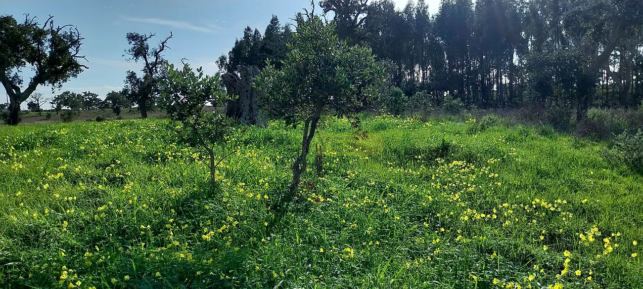Apartamento T0 à venda em Grândola e Santa Margarida da Serra, Grândola — foto 13